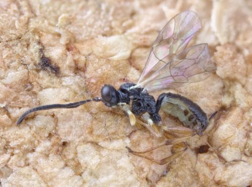 Lysibia sp.